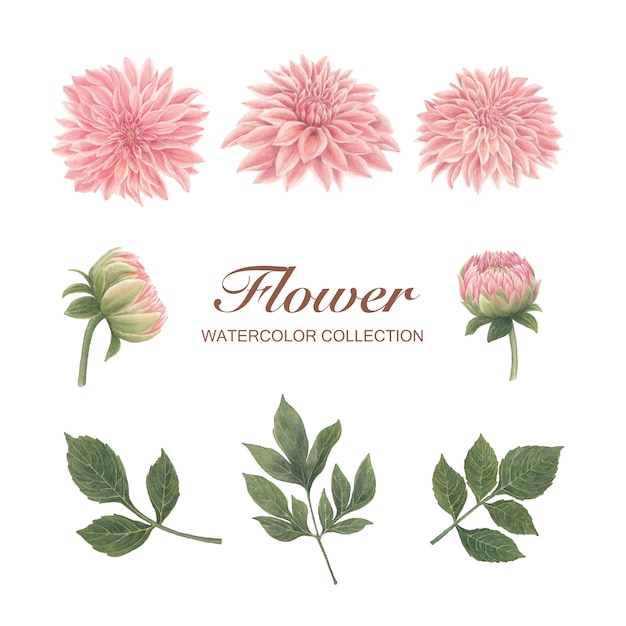 Free vector chrysanthemum watercolor bloom flower on white for decorative use.