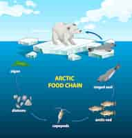 Free vector circle of arctic food chain