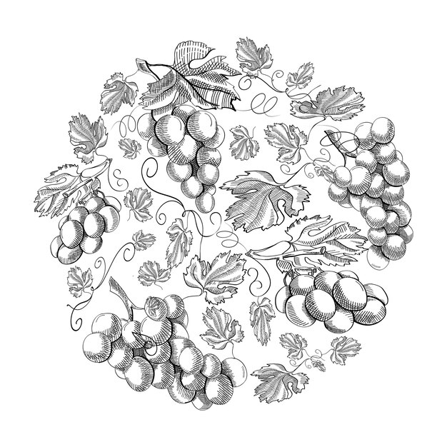 Круглые гроздья виноградного каракули с повторяющимися красивыми ягодами на белой руке, рисующей иллюстрацию