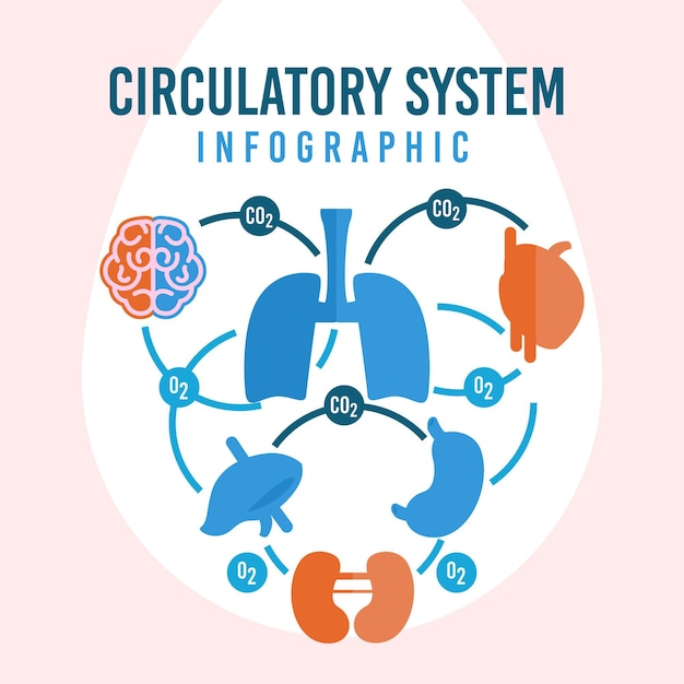 Free vector circulatory system flat design infographic