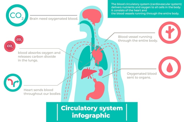 Circulatory system infographic in flat design