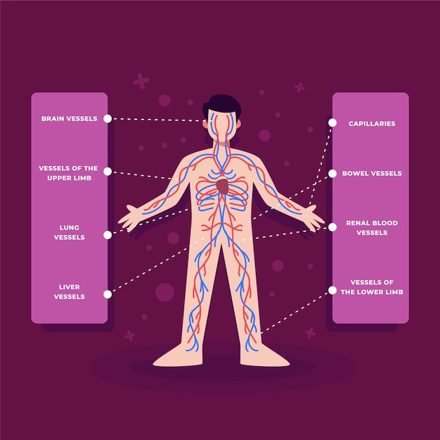 평면 디자인의 순환계 인포 그래픽