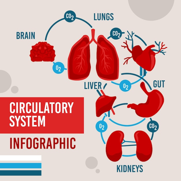 Design piatto infografica sistema circolatorio