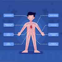 無料ベクター フラットデザインの循環器系インフォグラフィック