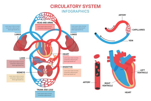 Инфографический шаблон системы кровообращения в плоском дизайне