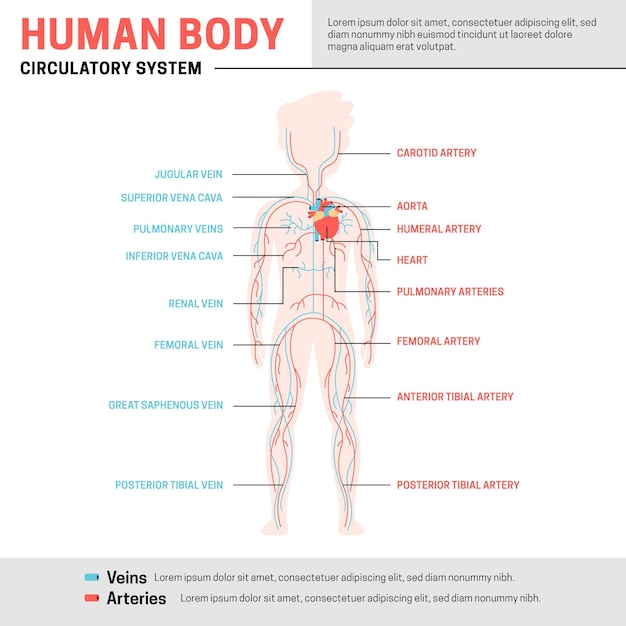 Vettore gratuito modello di infografica sistema circolatorio