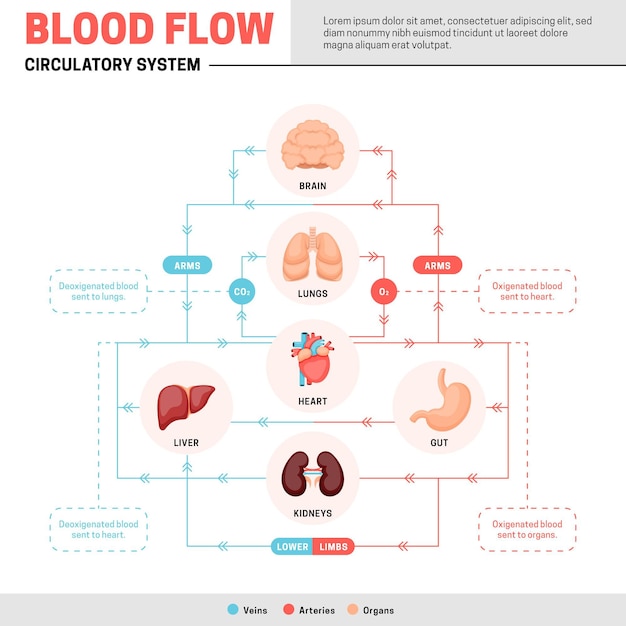 Free vector circulatory system infographic