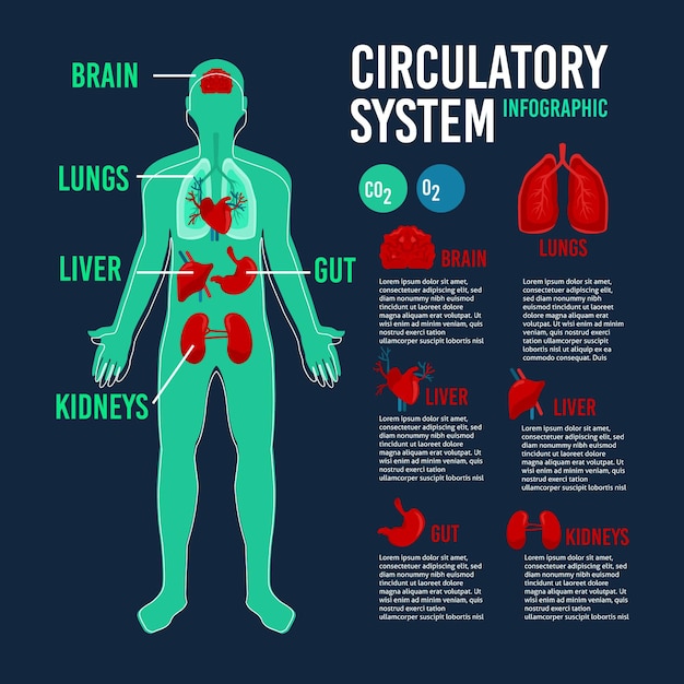 Free vector circulatory system with images and text infographic