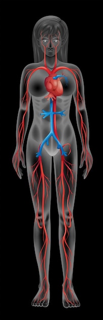 Circulatory system