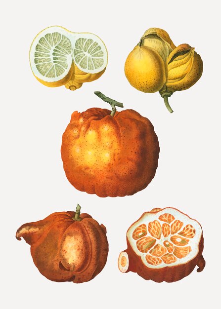 Citrus types