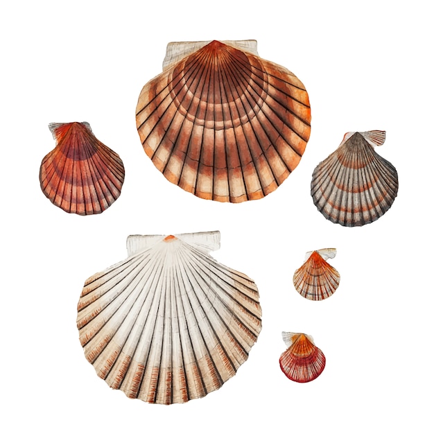 Бесплатное векторное изображение Сорта моллюсков