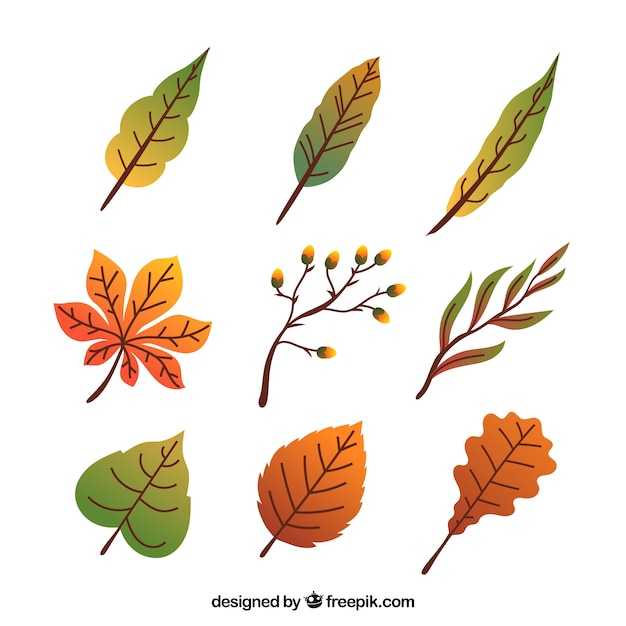 Vettore gratuito pacchetto classico di foglie d'autunno