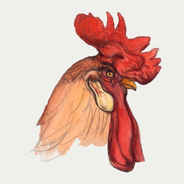 Free vector classic rooster  hand drawn style, remixed from artworks by samuel colman