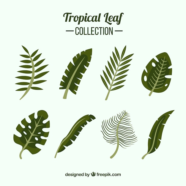 Free vector classic tropical leaf collection with flat design