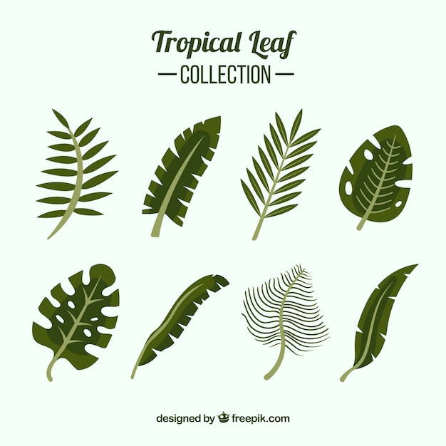 Классическая коллекция тропических листьев с плоским дизайном