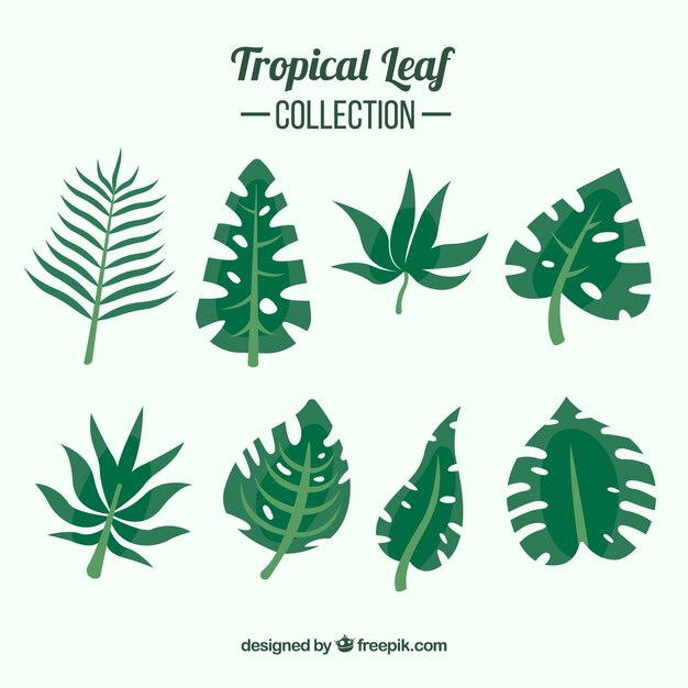Classic tropical leaf collection with flat design