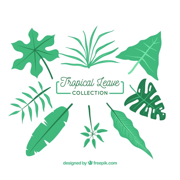 Classic tropical leaf collection with flat design