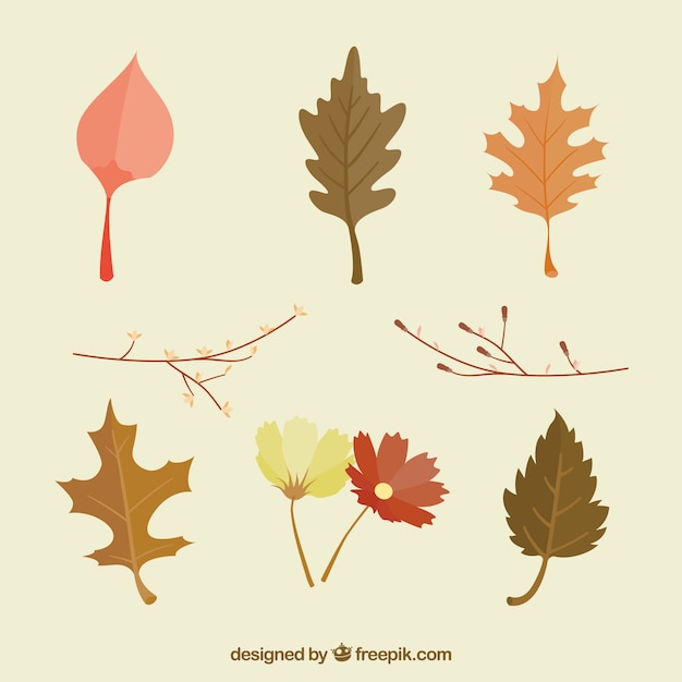 Free vector classic variety of autumn leaves