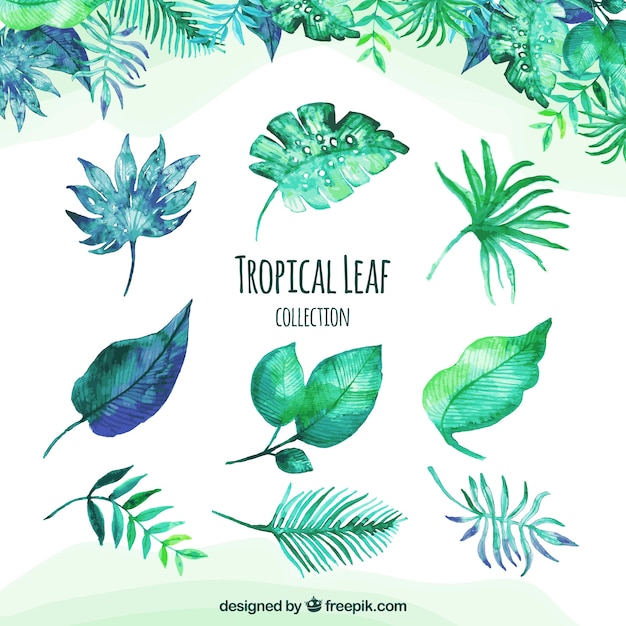 Classic watercolor tropical leaf collection