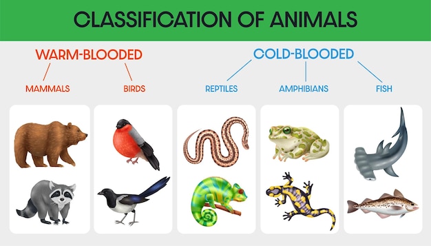 Vettore gratuito classificazione degli animali infografica piatta con diagramma illustrazione vettoriale a sangue caldo e a sangue freddo