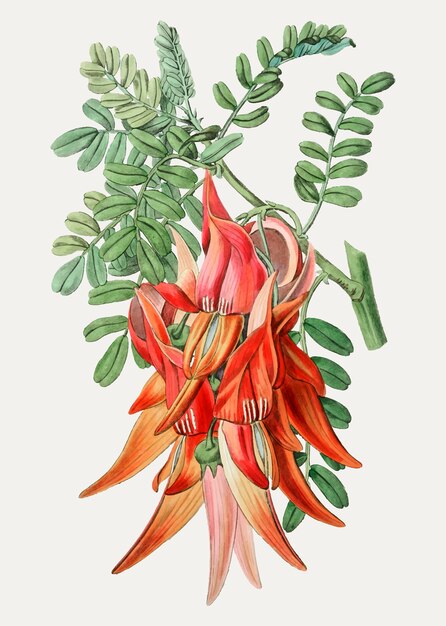 Clianthus branch