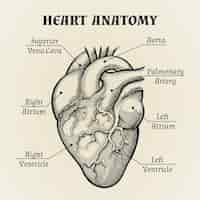 Free vector close up black and white heart anatomy with labels graphic design.