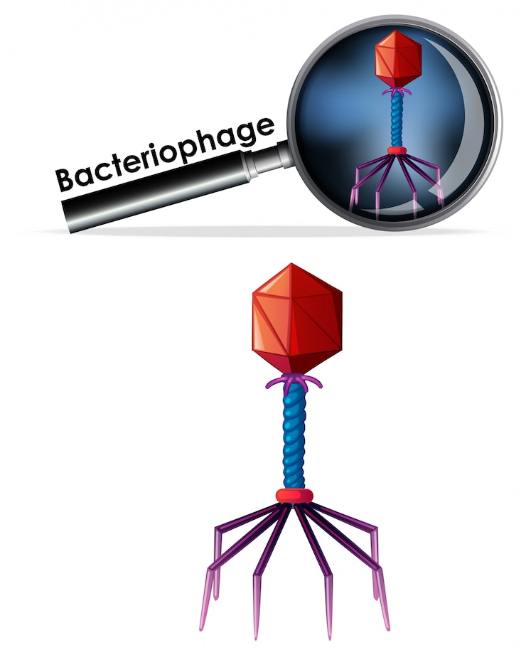 Free Vector close up isolated object of virus bacteriophage