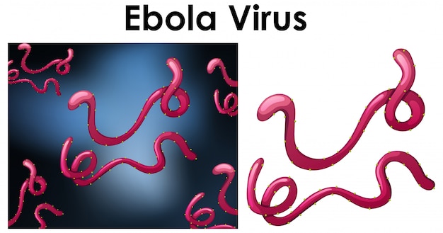Free vector close up isolated object of virus named ebola virus