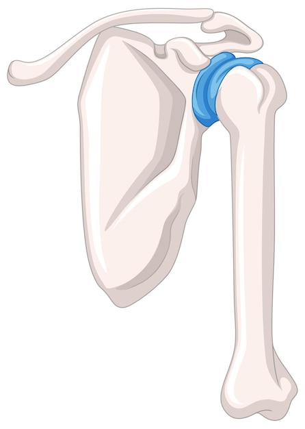 Free vector close up picture of shoulder repair