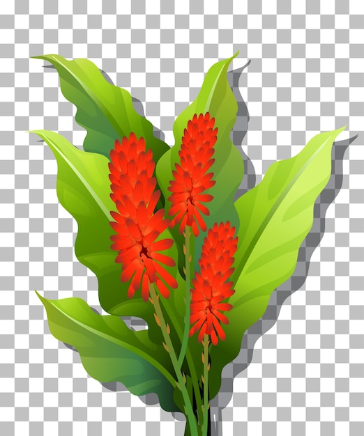 Cock's comb flower on transparent background