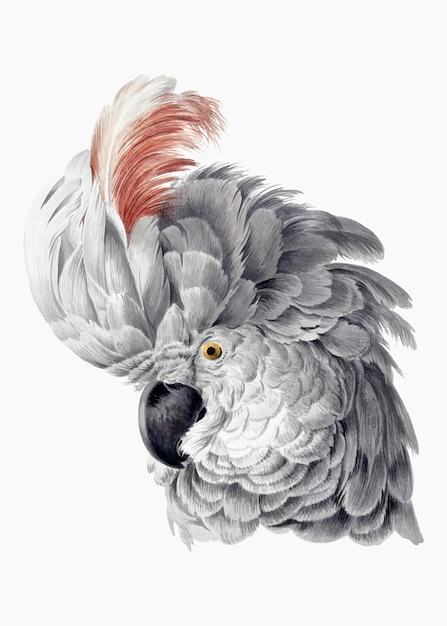 Cockatoo illustration vector, remixed from artworks by aert schouman