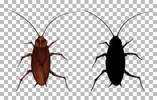 Free vector cockroach on transparent background