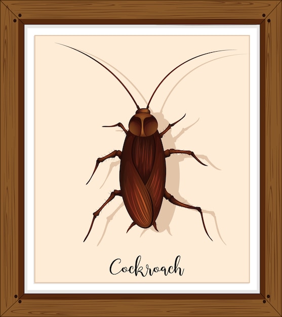 Free vector cockroach on wooden frame