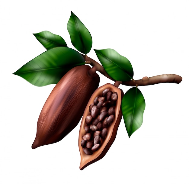 Free vector cocoa tree branch realistic composition with image of cacao fruits on limb with leaves and beans