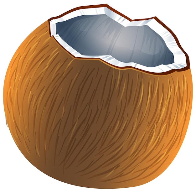 Free vector a coconut fruit