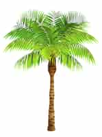 Free vector coconut palm tree. plant, garden, resort. nature concept.