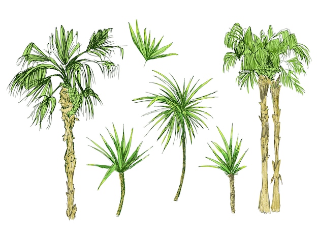 Coconut palms or queen palmae with leaves