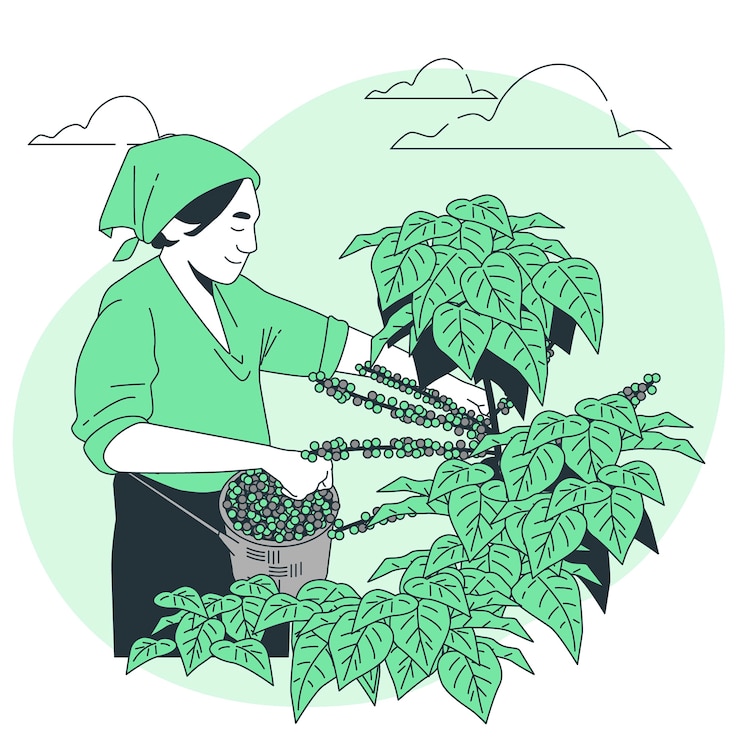 Free Vector coffee farm concept illustration