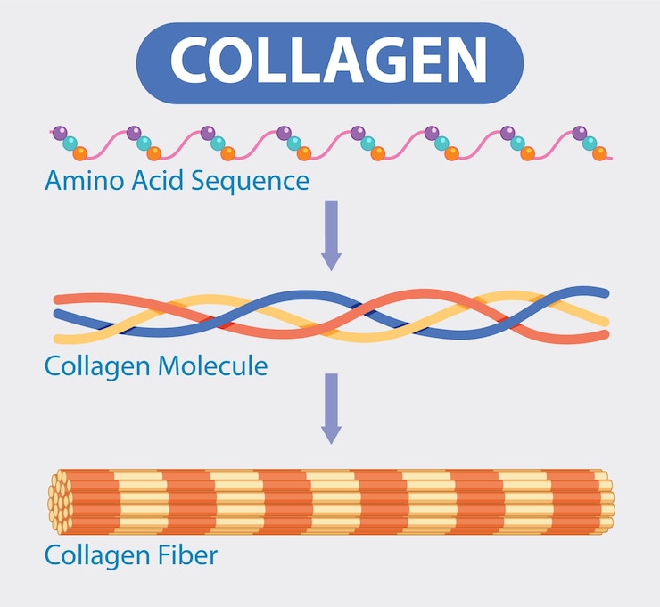 Free Vector collagen structure and formation process
