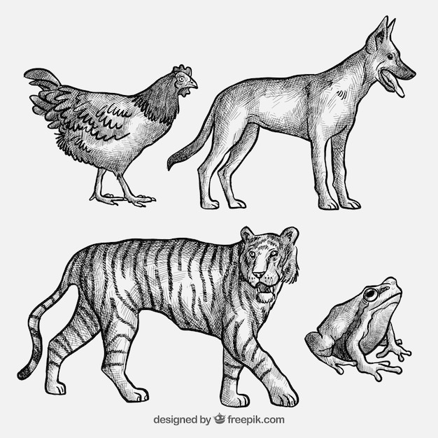 Collection of animal sketches