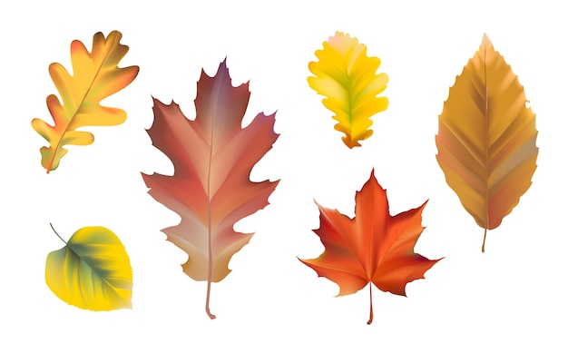 Collection of autumn leaves vector