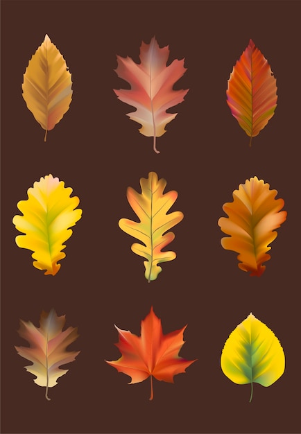 Free vector collection of autumn leaves vector