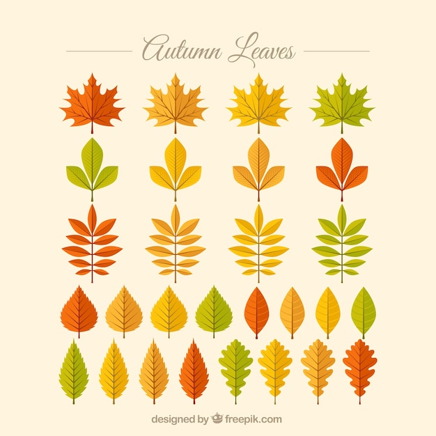 Collection of autumn leaves