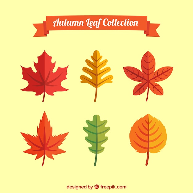 Collection of beautiful autumn leaves