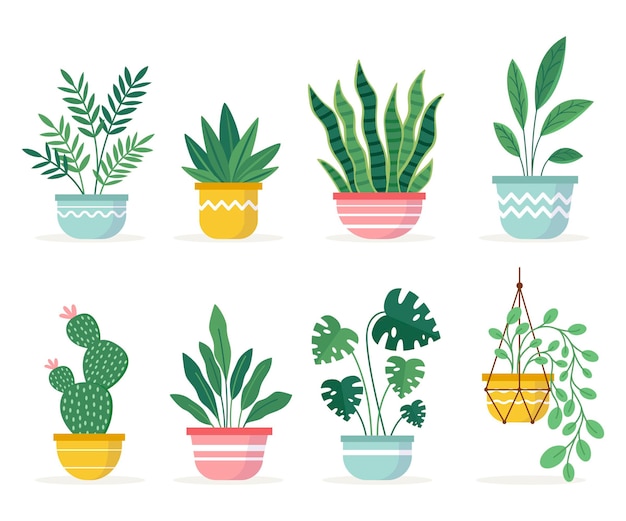 Collection of beautiful houseplants in pots