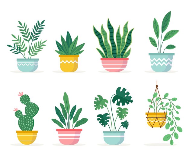 Collection of beautiful houseplants in pots