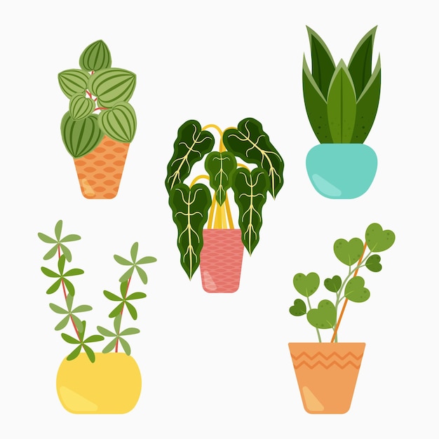 Free vector collection of beautiful houseplants in pots