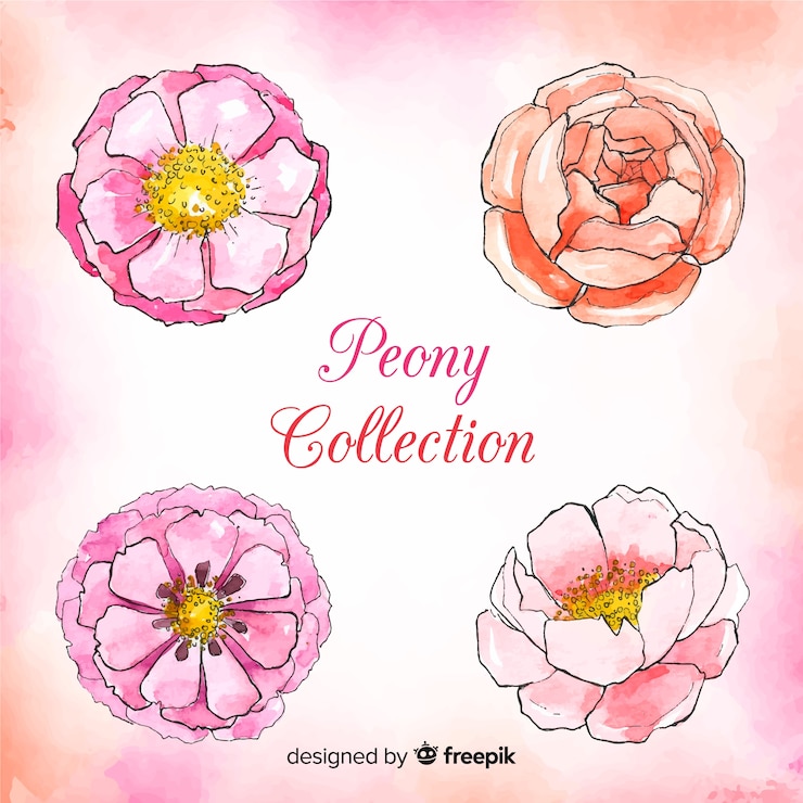 無料Vector 美しい牡丹の花のコレクション