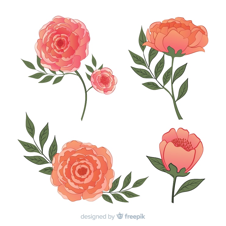 無料Vector 美しい牡丹の花のコレクション