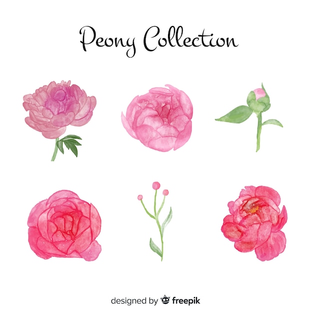 Collection of beautiful peony flowers